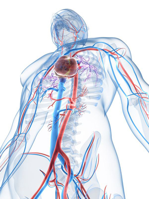 Cardiovascular system