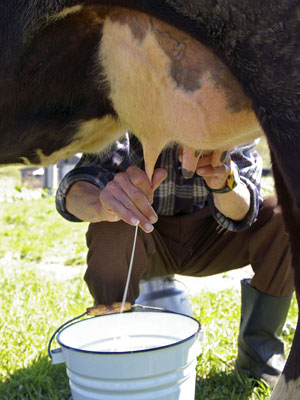 Lactoferrin is obtained from milk