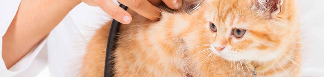 CBD HEMP OIL for CATS and KITTENS. Positive effect for cats with 4% CBD content. Without THC. Biologically produced by Nordic Oil. 13 CBD hemp oil for CATS and KITTEN. Positive effect for cats with 4% CBD content. Without THC. Biologically produced by Nordic Oil.