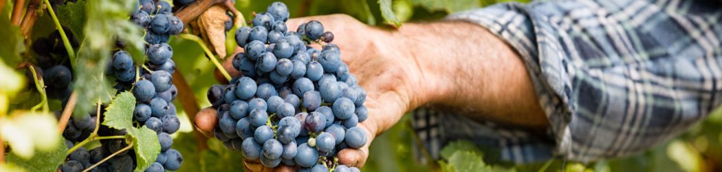 Example of a harvest of grapes