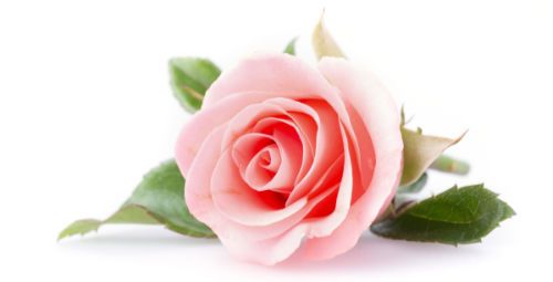Rose, the fragrance of the senses.