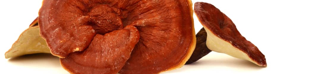 The reishi mushroom plays a very special role in TCM.