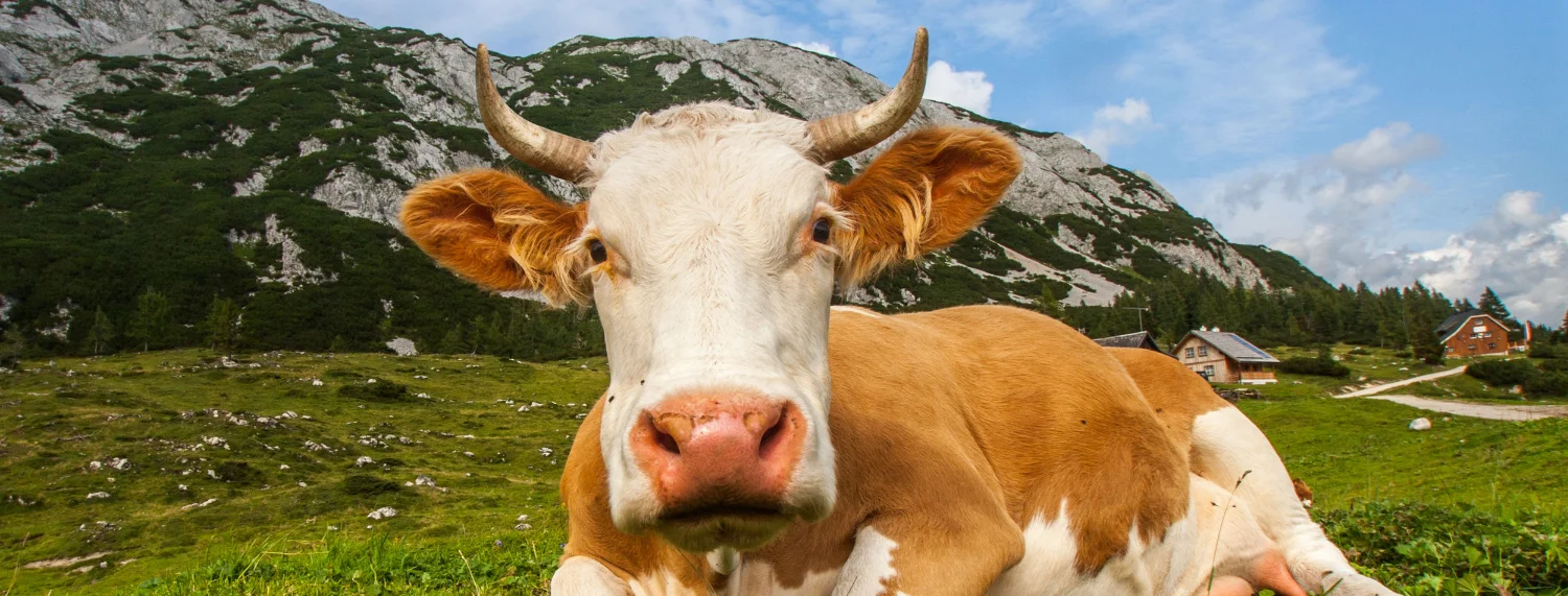 We are convinced. Only a cow with horns is a happy cow.