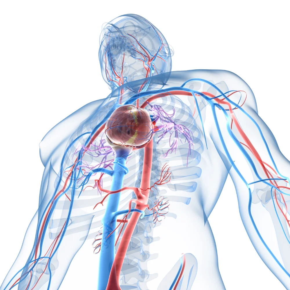 Heart blood circulation with arteries diagram