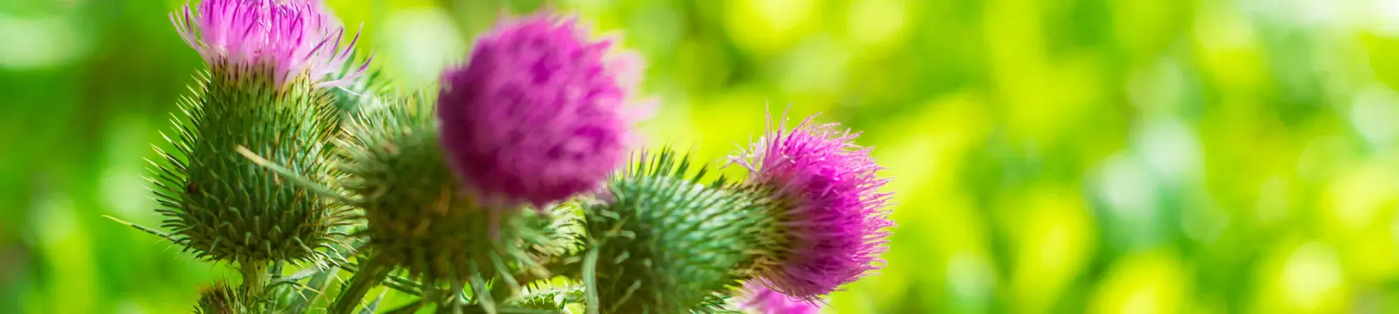 LIVER CLEANSE by Gaia HERBS | Nutritional supplement for the liver with valuable plant extracts (incl. Milk Thistle, Turmeric, ...) | 60 capsules