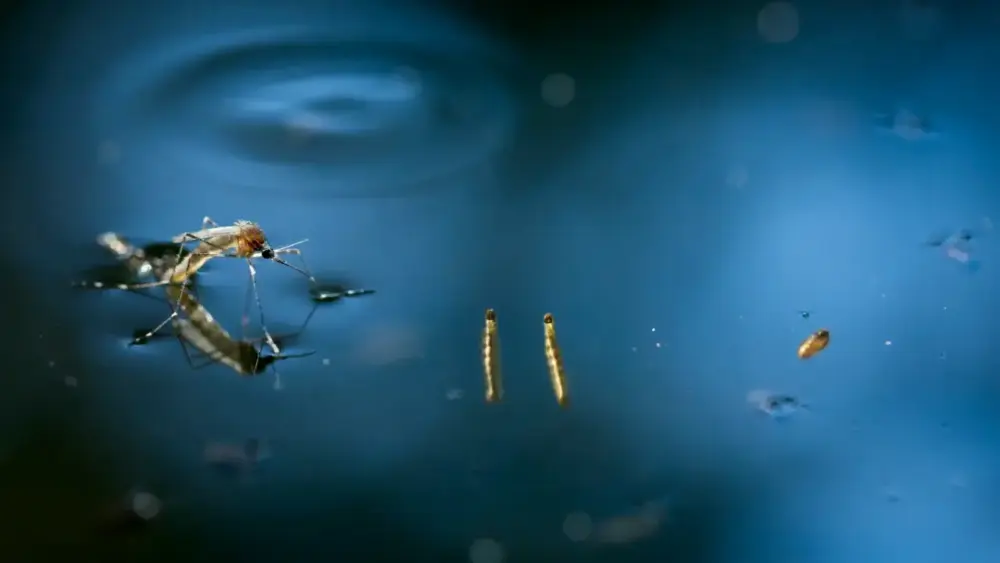 Mosquitos