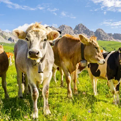 Cows on meadows